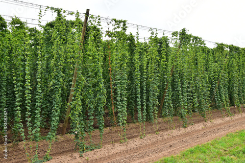 Grow green hops agriculture farm field