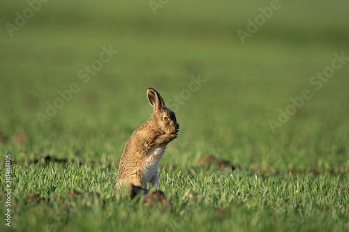 European hare on the field. Hare behavior. European wildlife during spring.  © prochym