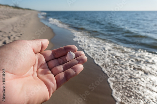 Seashell in the palm of your hand. seashell in your hand on the background of the sea.