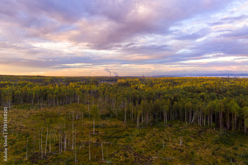 Aerial view on wood felling at swampy forest at sunset time