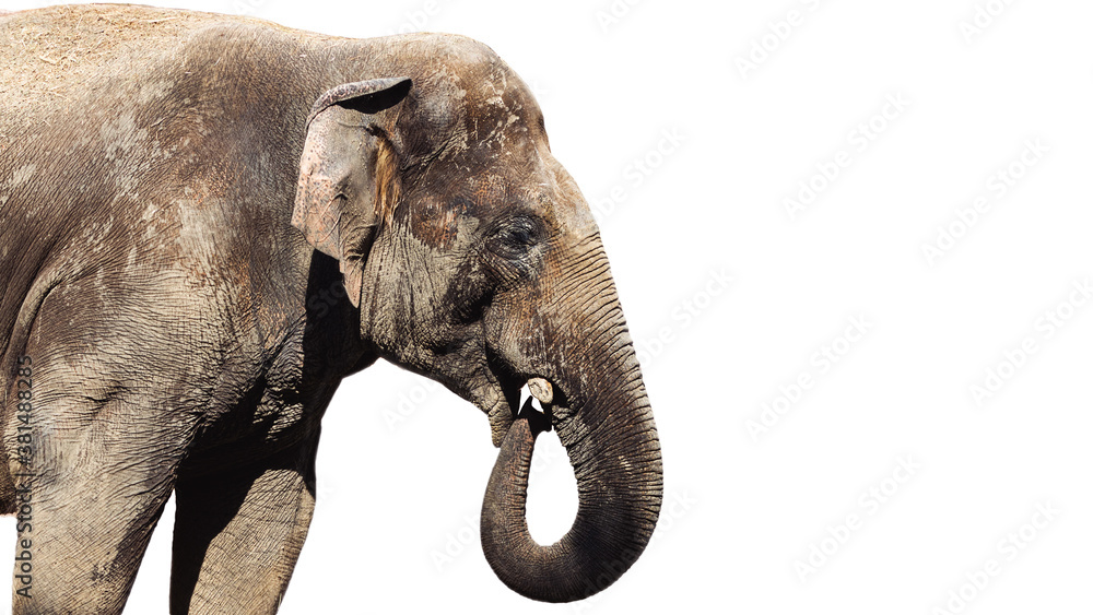 Obraz premium The Asian elephant or the Indian elephant (lat. Elephas maximus), isolate, is a mammal of the order of proboscis, the only modern species of the genus of Asian elephants (Elephas) 