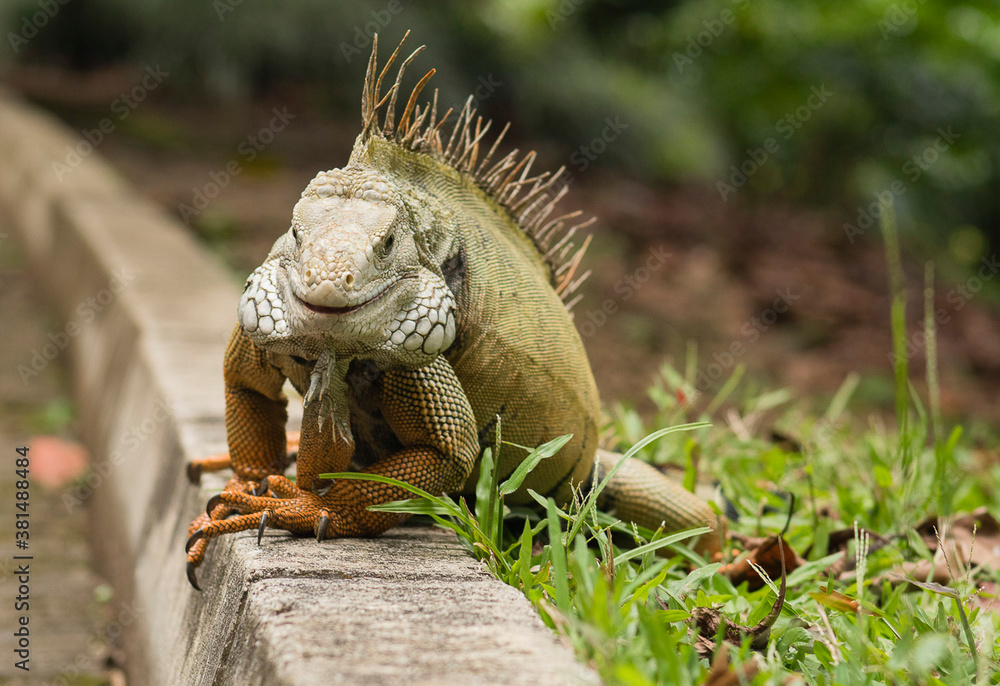 Fototapeta premium Iguana en paseo matutino.