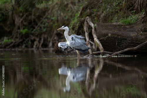 Grey heron hunting on the river. Heron fishing during the day. European wildlife nature. Bohemia nature.