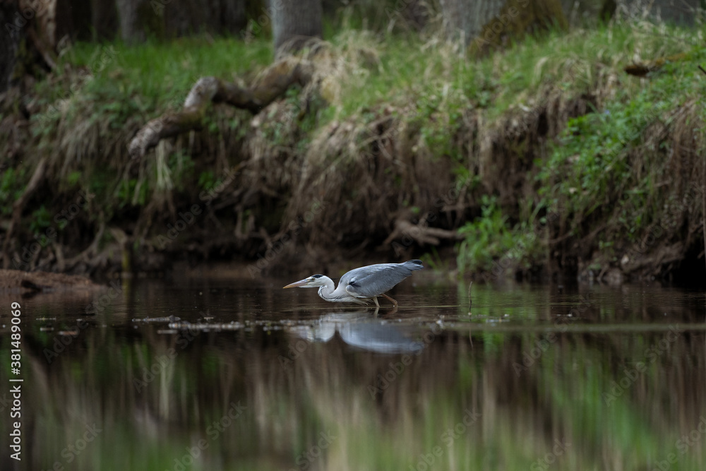 Grey heron hunting on the river. Heron fishing during the day. European wildlife nature. Bohemia nature. Grey heron hunting on the river. Heron fishing during the day. European wildlife nature. Bohemia nature.