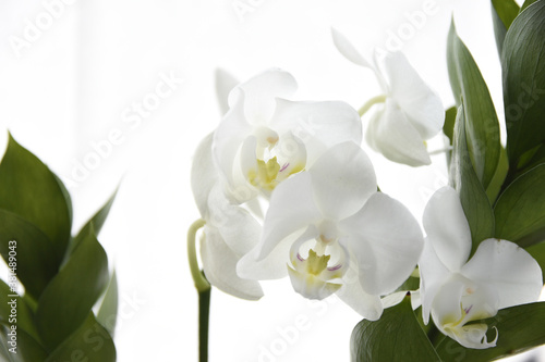 liść liści kwiatki kwiaty kwiat roślina przyroda białe tło tło biały biel zielony makroobraz makro makro łodyga płatków płatniczych