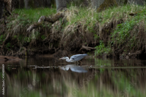 Grey heron hunting on the river. Heron fishing during the day. European wildlife nature. Bohemia nature.