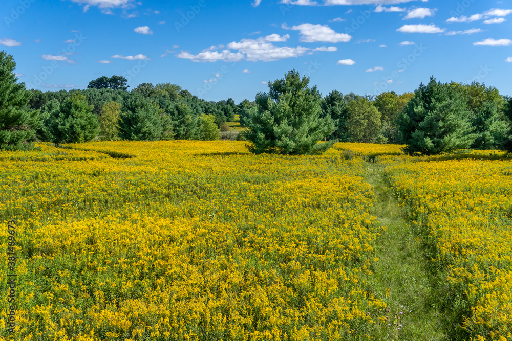 Field of Flowering Goldenrod in the American Midwest