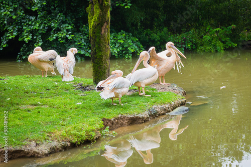 Great white pelicans resting on the little island in the pond.