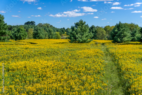 Field of Flowering Goldenrod in the American Midwest