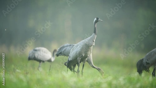 Common crane bird ( grus grus ) photo