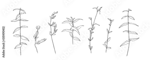 Hand drawn wild flower collection. Outline herbs with leaves painted by ink. Black isolated sketch vector on white background