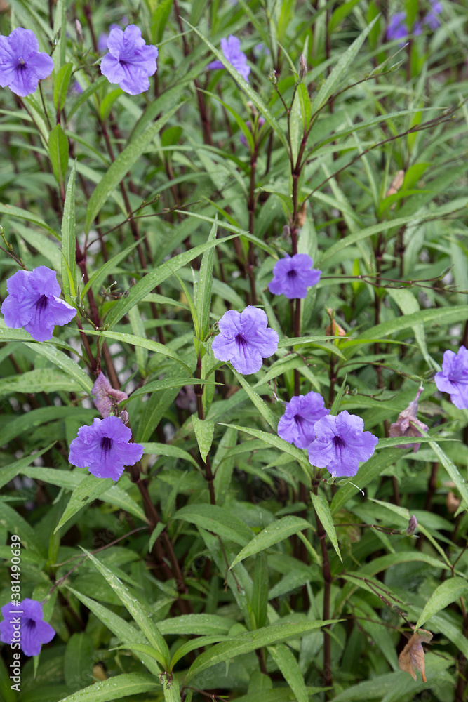 uellia simplex commonly known as Mexican petunia