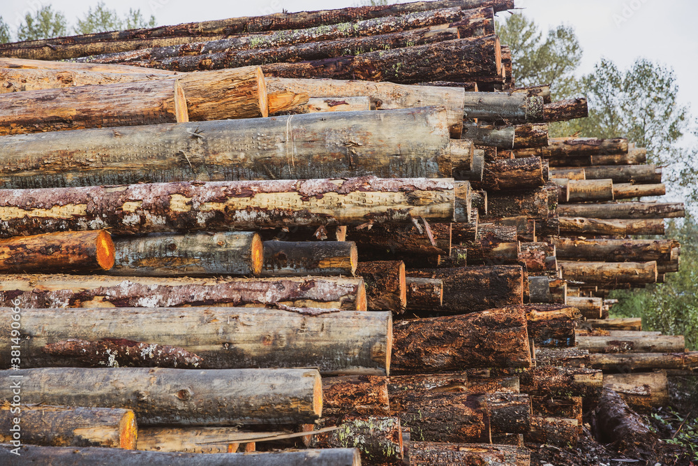 A stack of cut trees lays wet in a pile at a lumber yard after being logged from a forest