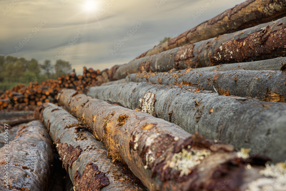 A stack of cut trees lays wet in a pile at a lumber yard after being