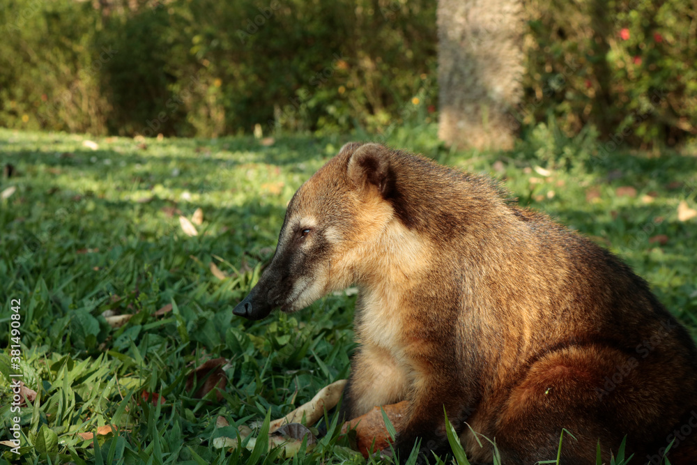 wild coati in the forest wild coati in the forest