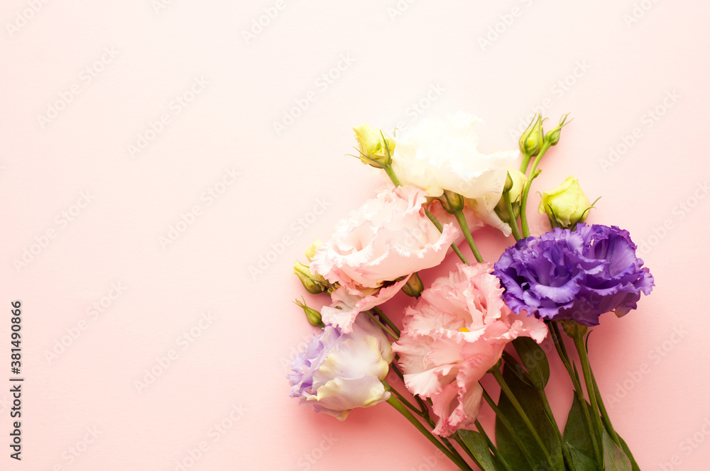 Beautiful pink and white eustoma flowers (lisianthus) in full bloom with green leaves. Bouquet of flowers on a pink background..