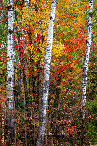 Three Birch Trees in the Forest with Brilliant Autumn Foliage
