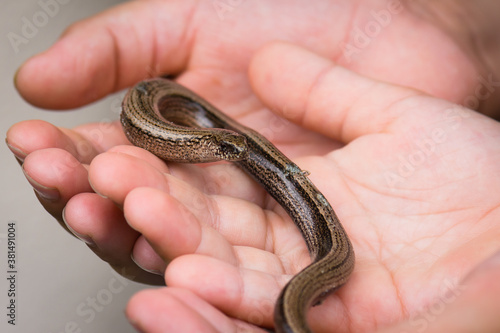 Young boy holding blindworm in his hand before releasing it in natural environment.