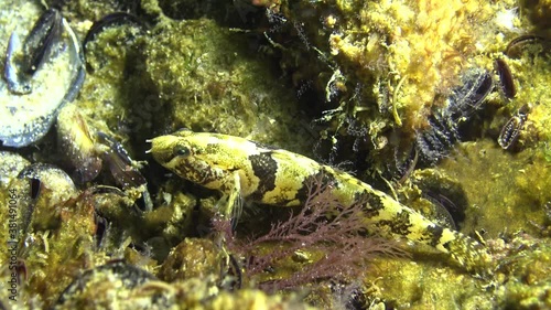 Tubenose goby (Proterorhinus marmorayus) in botton photo