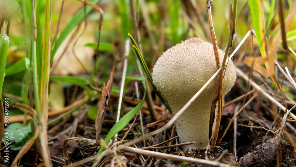 A tiny white mushroom in the grass A tiny white mushroom in the grass