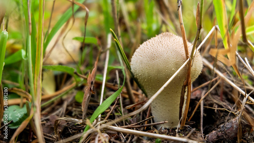 A tiny white mushroom in the grass