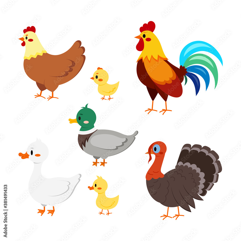 Farm birds set isolated on white background. Cute cartoon domestic bird character - turkey, duck, goose, gosling, hen, chicken, rooster. Vector flat design poultry collection illustration. Farm birds set isolated on white background. Cute cartoon domestic bird character - turkey, duck, goose, gosling, hen, chicken, rooster. Vector flat design poultry collection illustration.