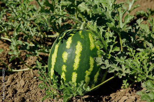 View of watermelon in a field with ripe green leaves for harvest.