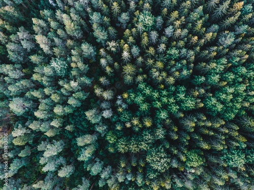 Forest From Above