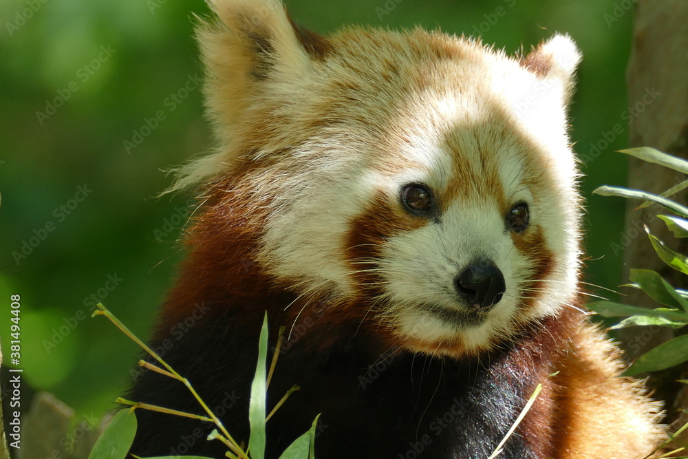 Kopf Katzenbär / Roter Panda Kopf Katzenbär / Roter Panda