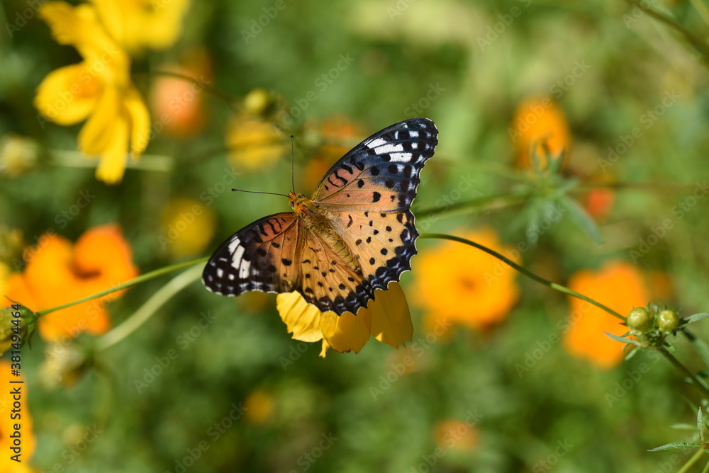 Golden cosmos (Cosmos sulphureus) and a butterfly Golden cosmos (Cosmos sulphureus) and a butterfly