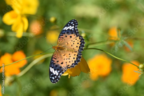Golden cosmos (Cosmos sulphureus) and a butterfly