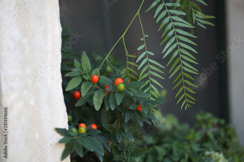 Red and green berries hang on plant branches