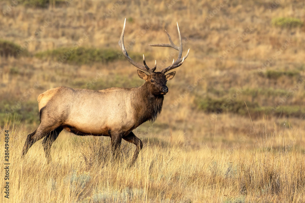 Fototapeta premium Bull Elk in Mid-step During Rut