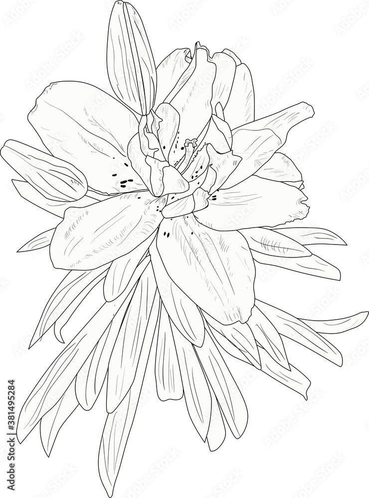 lily flower sketch with large bloom isolated on white lily flower sketch with large bloom isolated on white