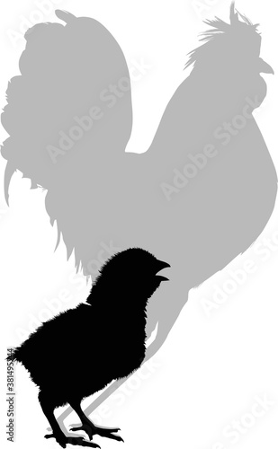 illustration with newborn chickens rooster shadow isolated on white