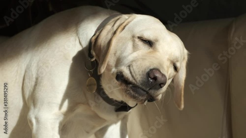 A young dog is eating a treat while lying on the couch. Labrador bitch on a leather couch. Fawn color. close-up. Portrait.