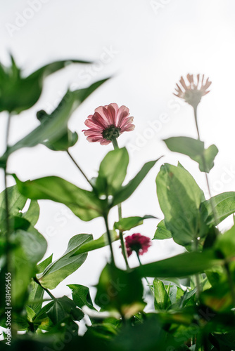 zinnias growing from below against the sky