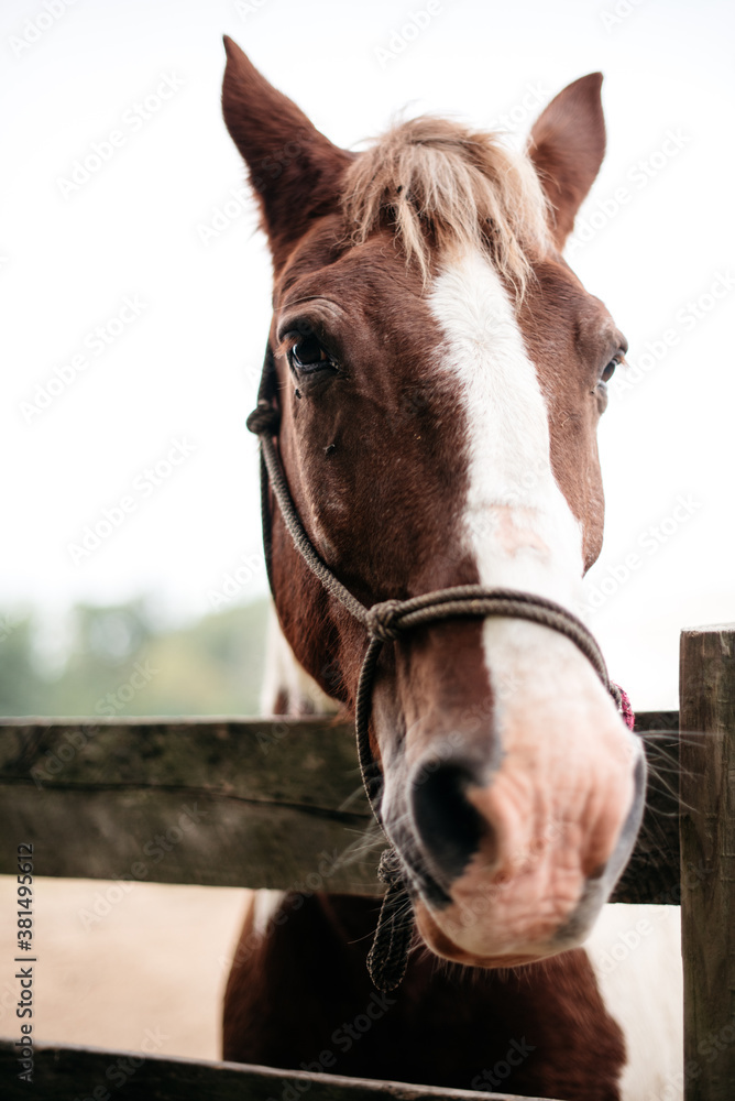 Obraz premium Closeup of a brown horse looking over a fence