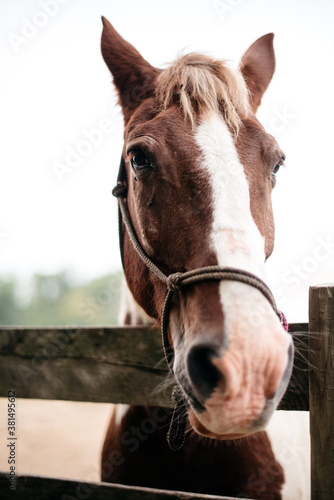 Closeup of a brown horse looking over a fence © Leslie Rodriguez