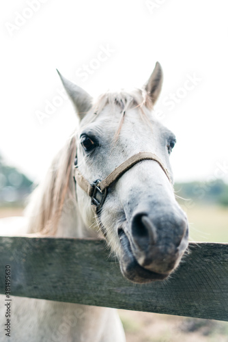 Beautiful white horse leaning over a fence © Leslie Rodriguez