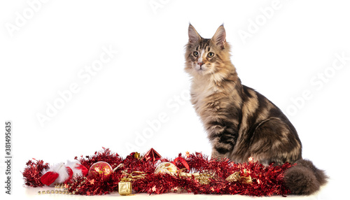 Young Maine coon at Christmas with garlands