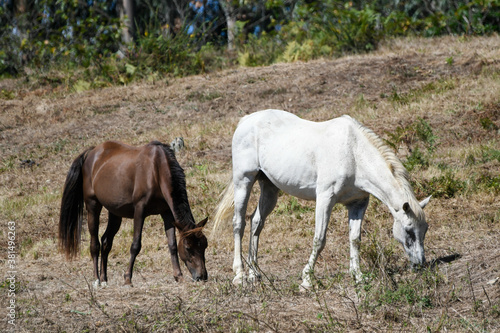 Horse couple grazing