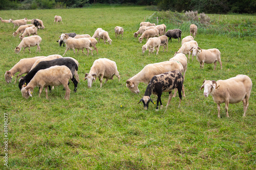 Flock of sheep on pasture. Herd of colorful sheep and lambs. Shaved sheep. Farmland background. Grazing muttons. Livestock concept. Cattle farm in France. Domestic ewes in the meadow.