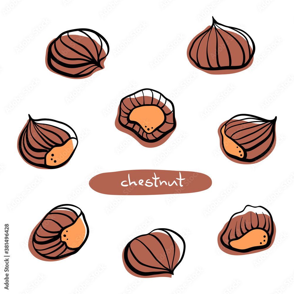 Chestnuts. Hand drawn colorful line sketch isolated on white background. Vector illustration