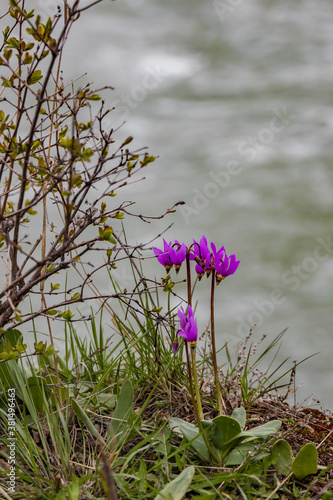 Shooting Star wildflower with water background