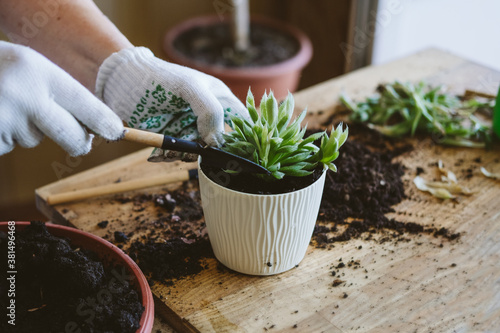 Home garden. How to Transplant Repot a Succulent, propagating succulents. Woman gardeners hand transplanting cacti and succulents in cement pots on the wooden table.