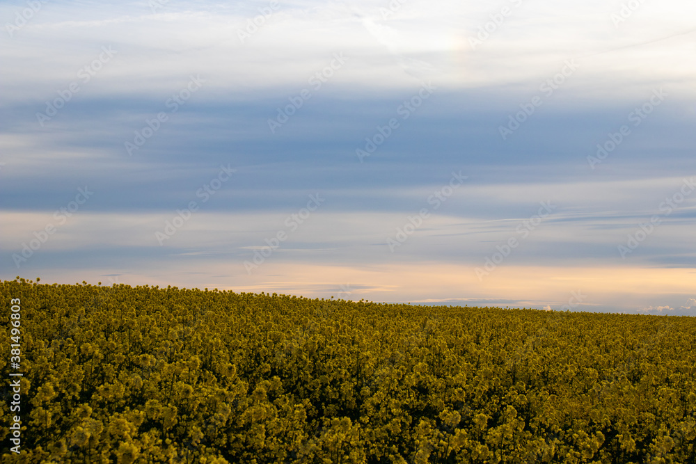 yellow oil seed rape flowers in a field at sunset