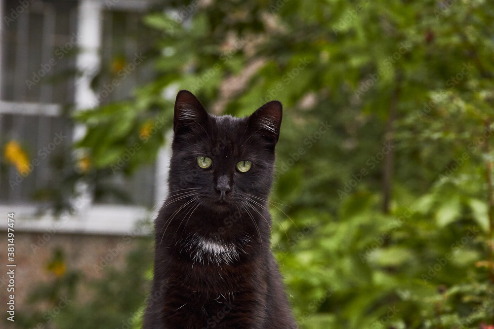 black young cat with a white breast, living on the street