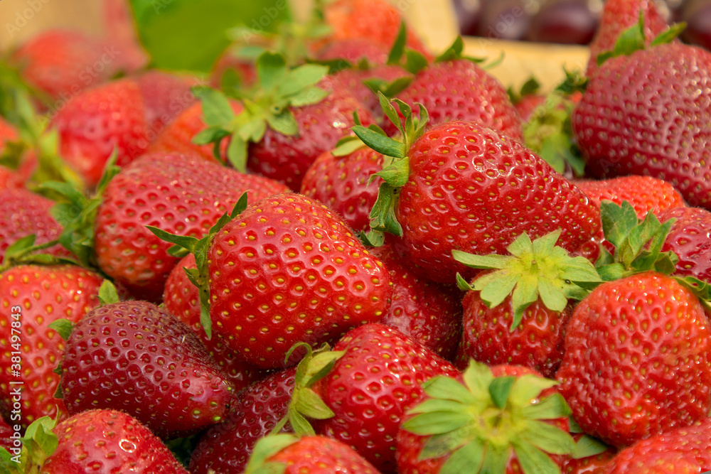 strawberries are fresh against the background of nature a lot of ripe berries strawberries are fresh against the background of nature a lot of ripe berries