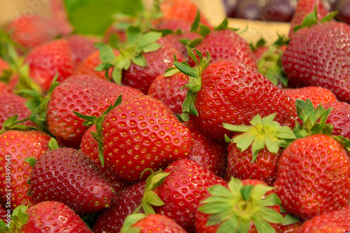 strawberries are fresh against the background of nature a lot of ripe berries